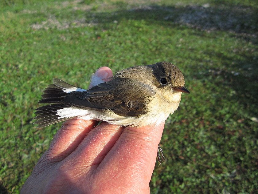 Red-breasted flycatcher, Sundre 20120829